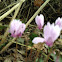 Cyclamen