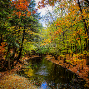 A River runs through it. by Christine Weaver-Cimala - Landscapes Forests