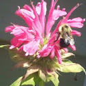 Bee on Bee Balm