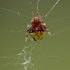 Arrowhead spider (female)