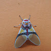 Moth Clown-face::ballerina