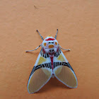 Moth Clown-face::ballerina