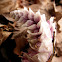 Common toothwort, potajnica