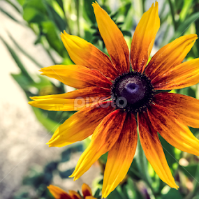 by Adrian Rusu - Flowers Flowers in the Wild