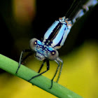 Common Blue Damselfly (male)