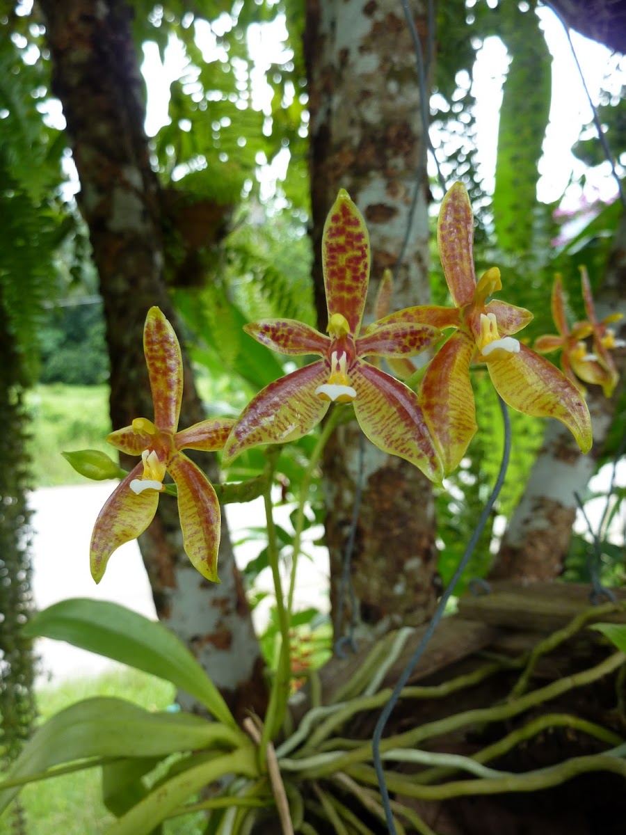 Phalaenopsis curnu-cervi