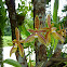 Phalaenopsis curnu-cervi