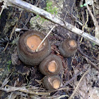 Honey Pot Fungi