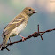 Common Rosefinch (Female)