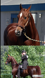 Horse Breeds: Types of Horse Screenshots 2