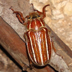 Seven-lined June Bug