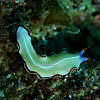 Divided Flatworm