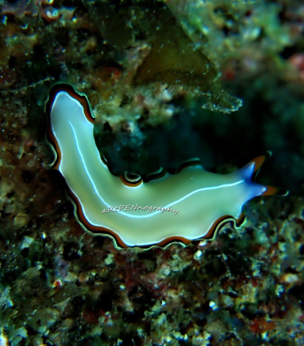 Divided Flatworm
