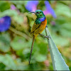 Orange-breasted Sunbird