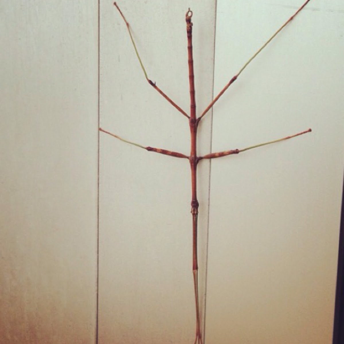 Stick insect or stick bug