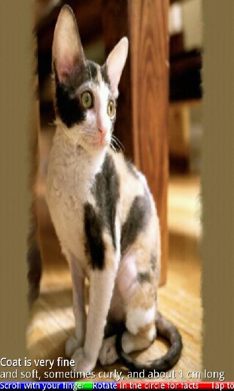 Top 20 Cats and Kittens FREE Screen 3