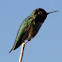 anna's Hummingbird(Male)