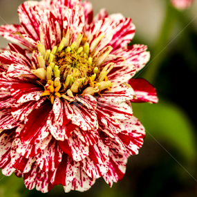 Flower 2 by Stacey Atkinson - Flowers Single Flower