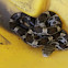 Black rat snake (juvenile)