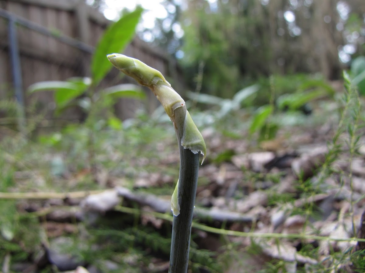 Asparagus lace fern