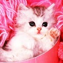 3D cute cat 20 logo