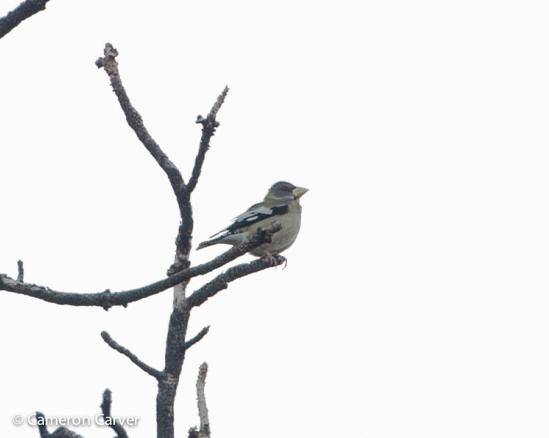 Evening Grosbeak