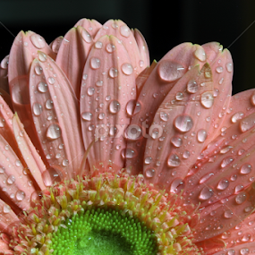 by Md Mamunur Rahman - Flowers Single Flower