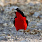 Crimson-breasted shrike