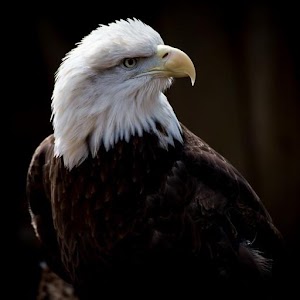 Eagle wallpaper.apk 1.0