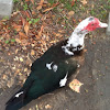 Muscovy Duck