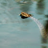 Culebra viperina (Viperine Snake)