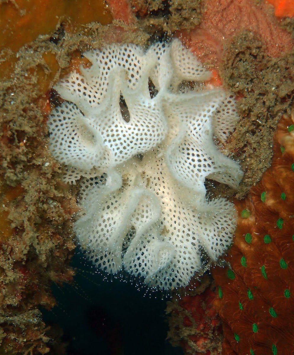Lacy bryozoan