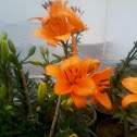 ASIATIC LILIES