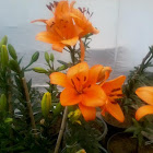 ASIATIC LILIES