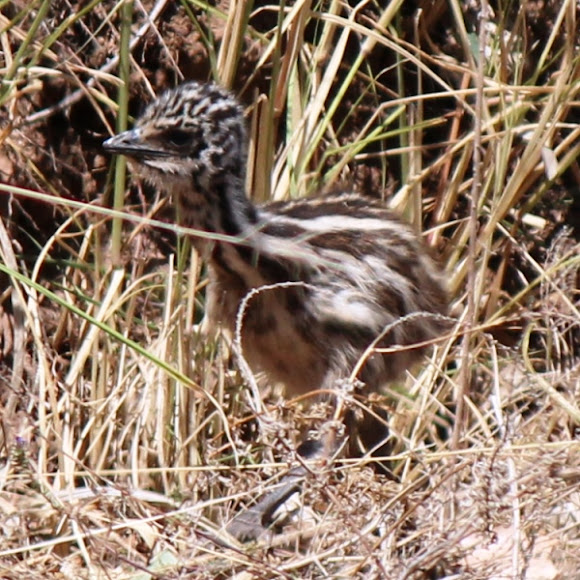 Baby Emu Project Noah