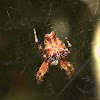 Tropical Tent-web Spider