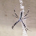 Juvenile Black and Yellow Argiope