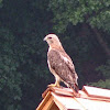 Red -tail Hawk
