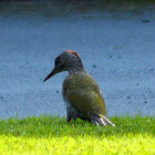 Green Woodpecker