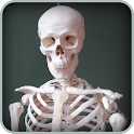 Color Skeletal Anatomy