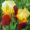 Autumn Embers Bearded Iris