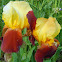Autumn Embers Bearded Iris