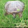 Midland Smooth Softshell Turtle