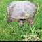 Midland Smooth Softshell Turtle
