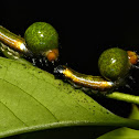 Nolid Moth Caterpillars