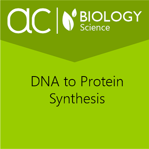 DNA to Protein Synthesis 1.0.2