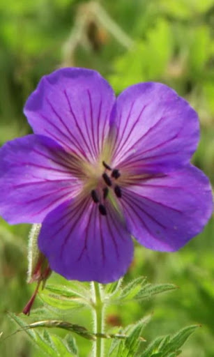 Morning violet flower