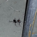 Black widow