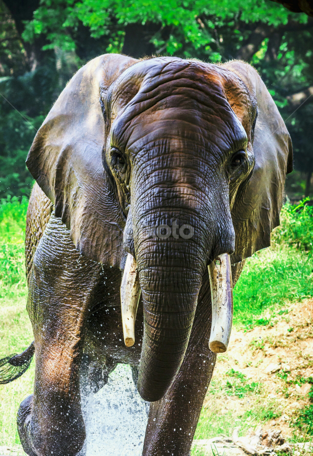 bolt by Aditya Bugadi - Animals Other
