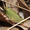 Northern Green-striped Grasshopper Nymph